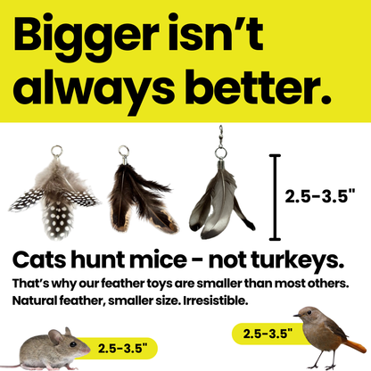 The Repounce Starter: Everything Your Cat Needs