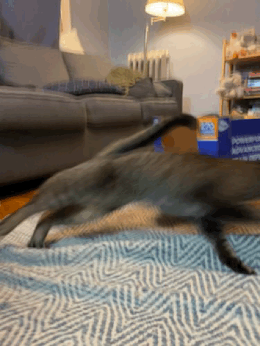 Domesticated Apex Predator Bundle
